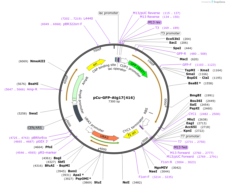 121408-plasmid-map-sequence-id-236911