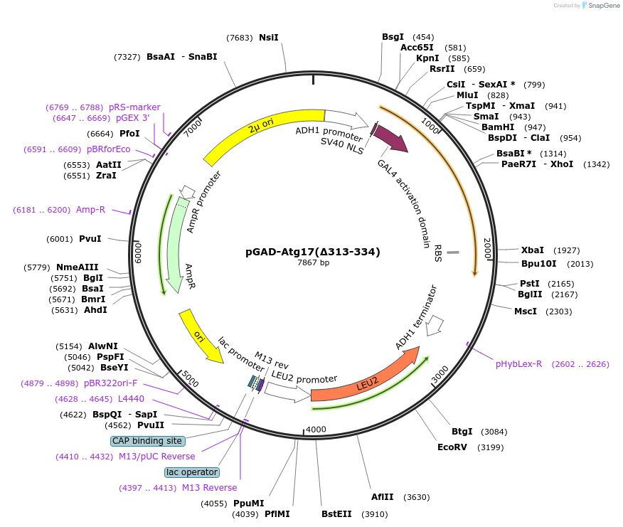121524-plasmid-map-sequence-id-236912