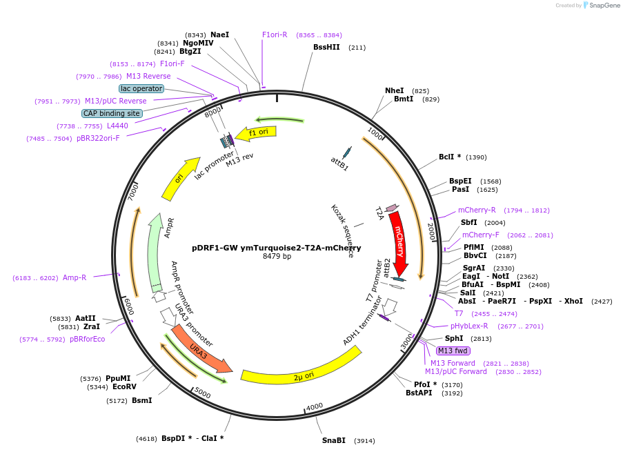 118442-plasmid-map-sequence-id-236915