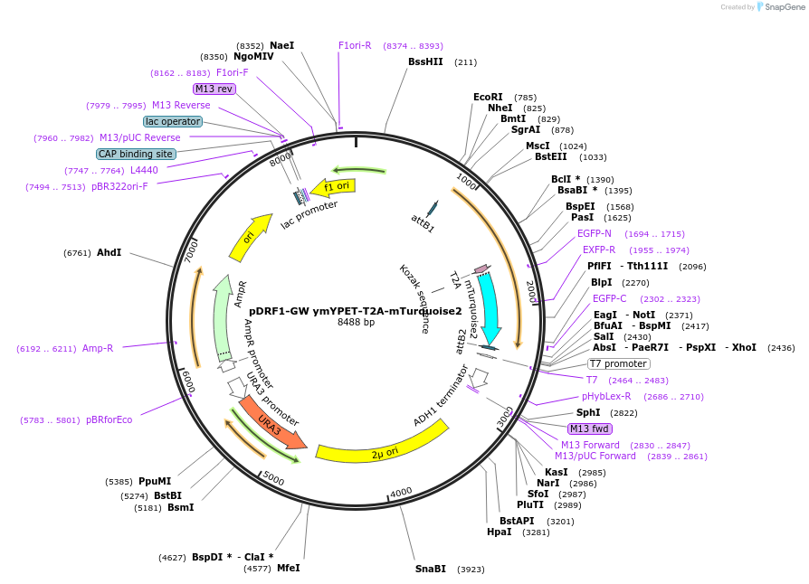 118444-plasmid-map-sequence-id-236918