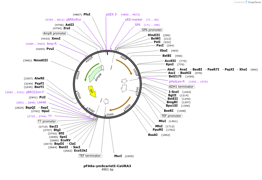 118457-plasmid-map-sequence-id-236919
