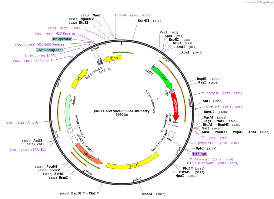 118445-plasmid-map-sequence-id-236920