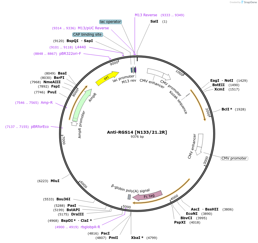 114519-plasmid-map-sequence-id-236925