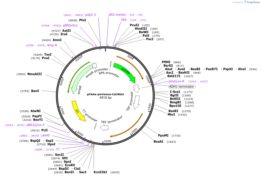 118459-plasmid-map-sequence-id-236933