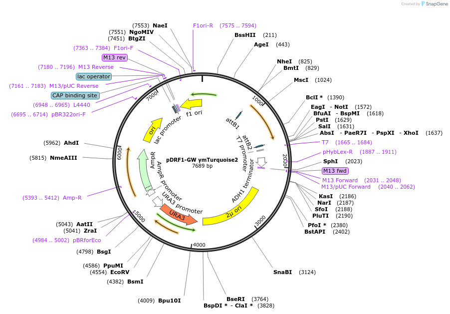 118453-plasmid-map-sequence-id-236951