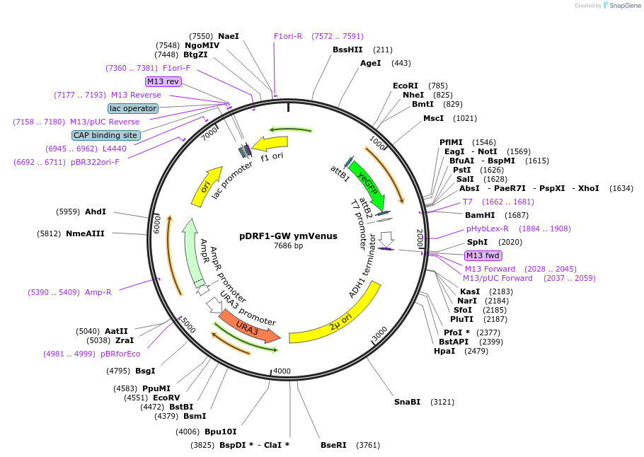 118454-plasmid-map-sequence-id-236954