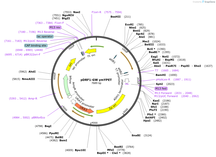 118455-plasmid-map-sequence-id-236955