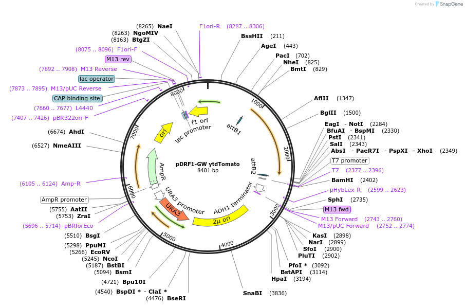 118456-plasmid-map-sequence-id-236956