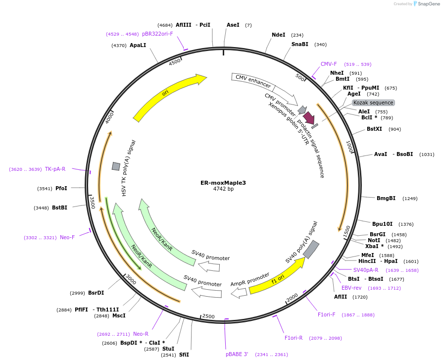 120885-plasmid-map-sequence-id-236957