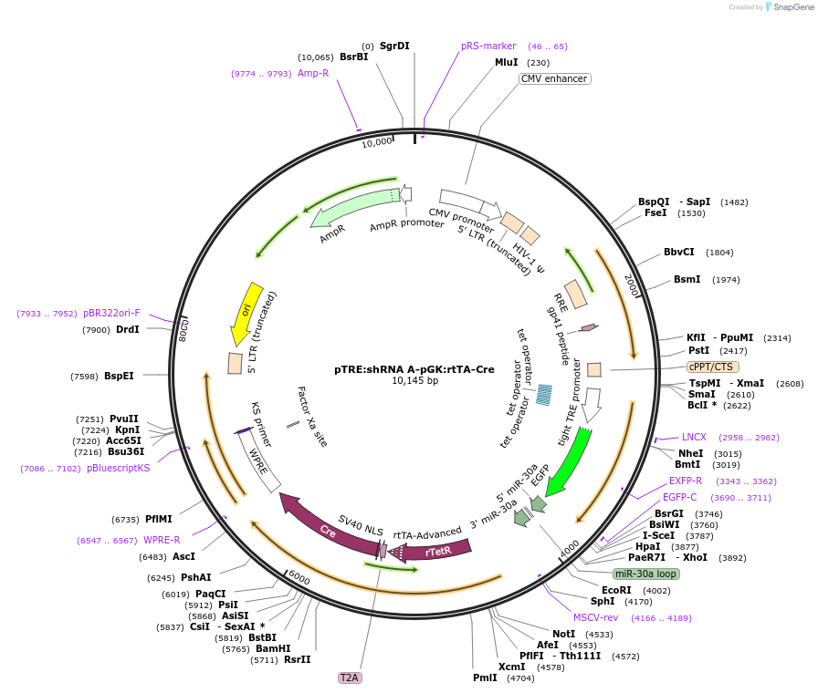 68471-plasmid-map-sequence-id-236959