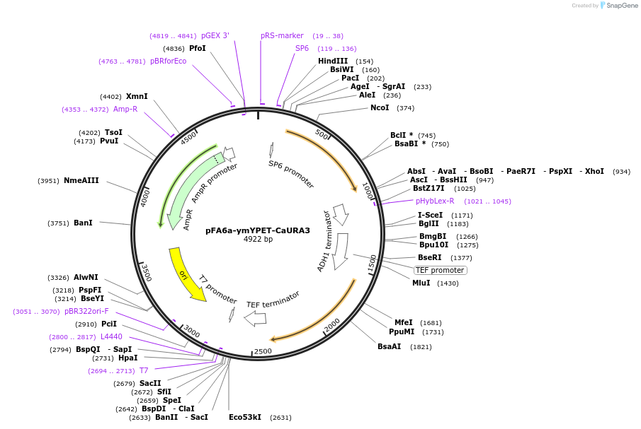118460-plasmid-map-sequence-id-236960
