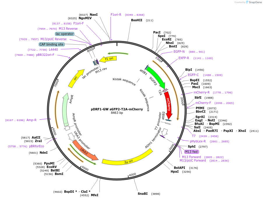 118435-plasmid-map-sequence-id-236962