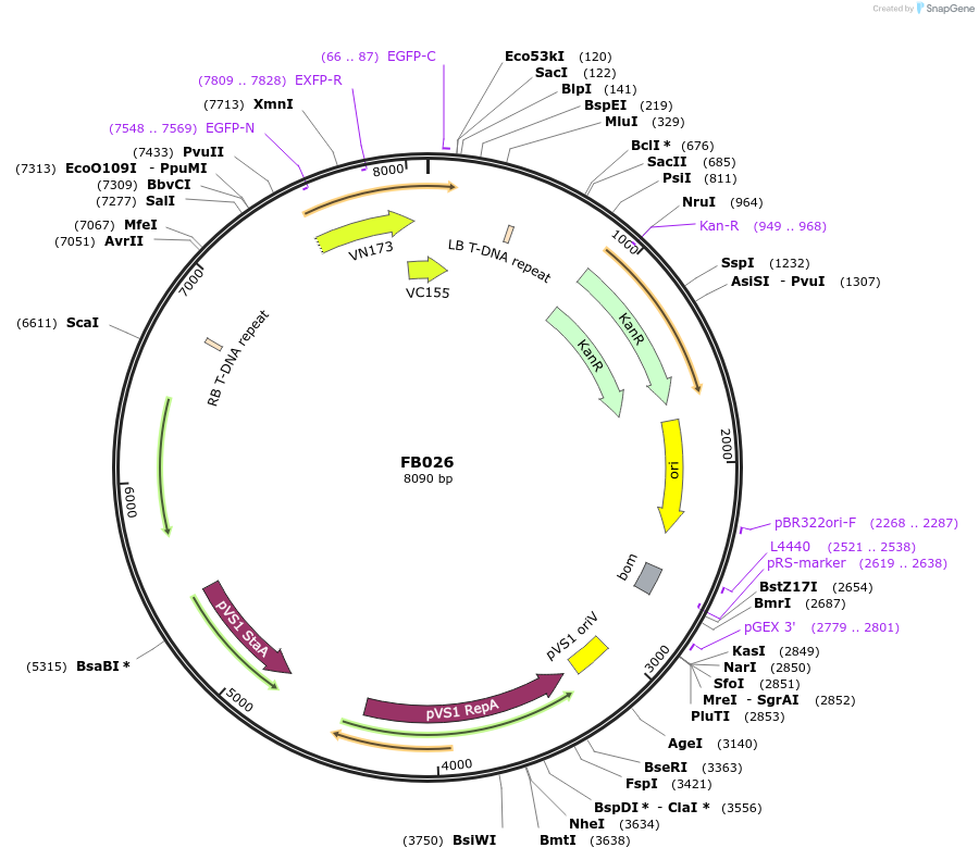 119711-plasmid-map-sequence-id-236966