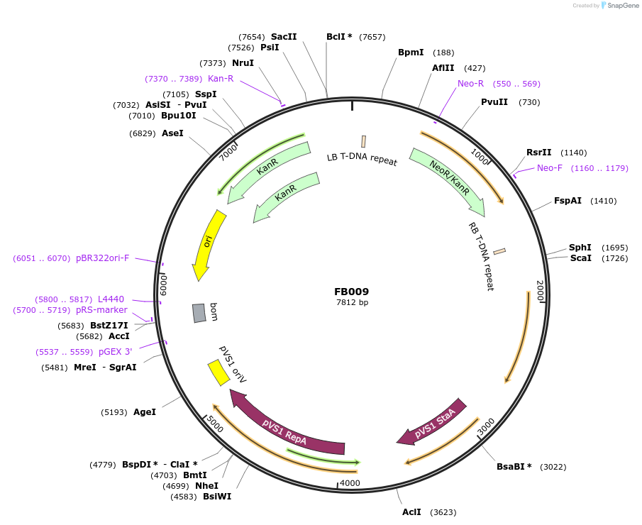 119707-plasmid-map-sequence-id-236967