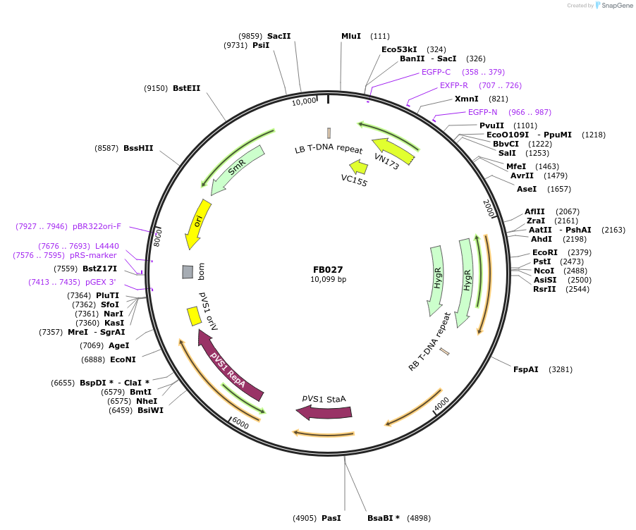 119712-plasmid-map-sequence-id-236968