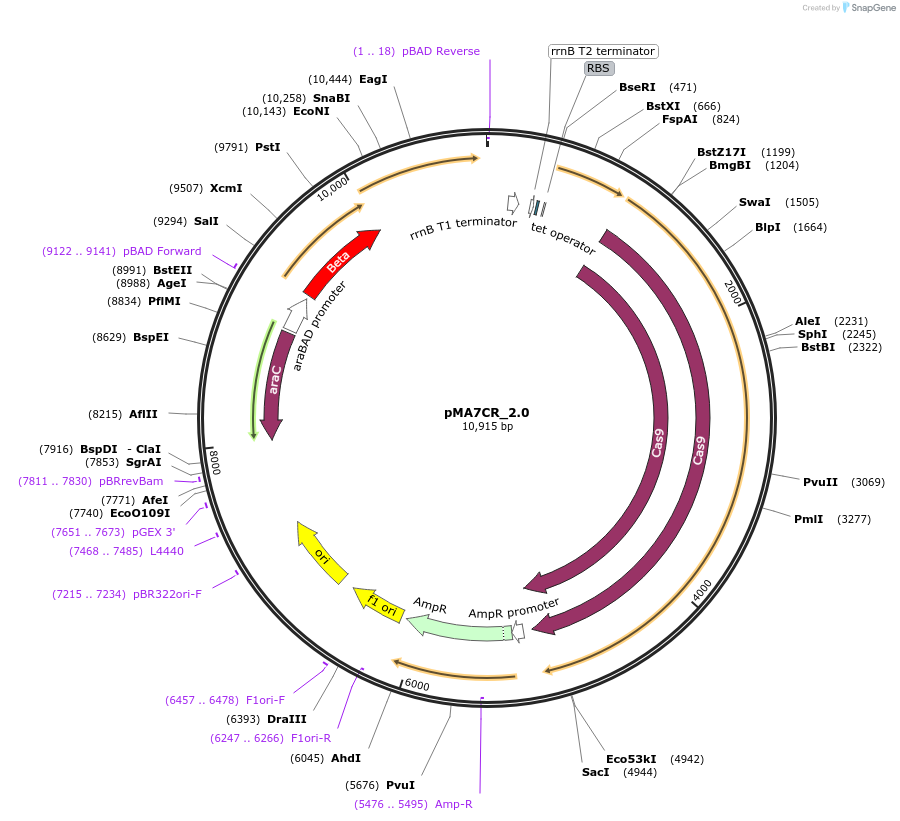 73950-plasmid-map-sequence-id-236989