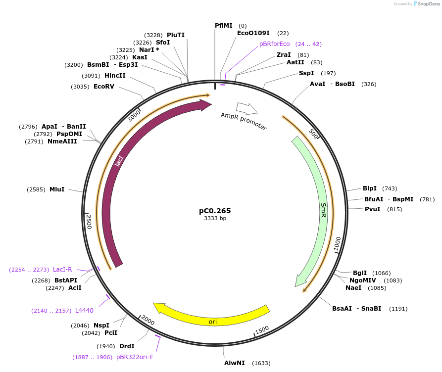 119628-plasmid-map-sequence-id-236993