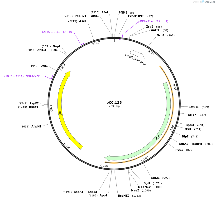 119630-plasmid-map-sequence-id-236999