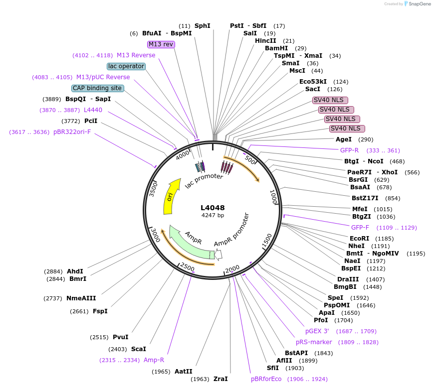 1627-plasmid-map-sequence-id-237