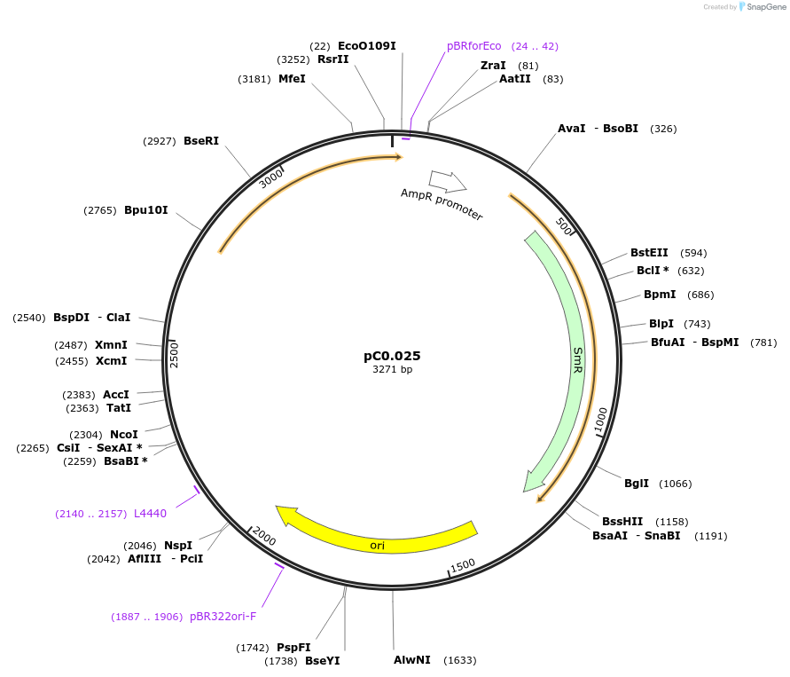 119631-plasmid-map-sequence-id-237000