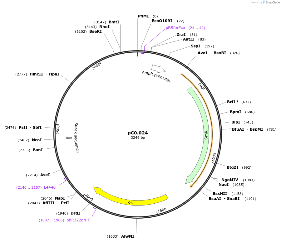 119632-plasmid-map-sequence-id-237001