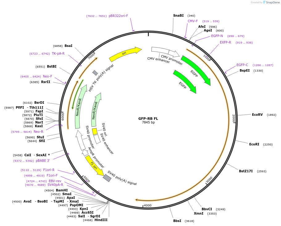 16004-plasmid-map-sequence-id-237012