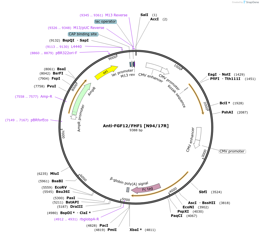 114538-plasmid-map-sequence-id-237031