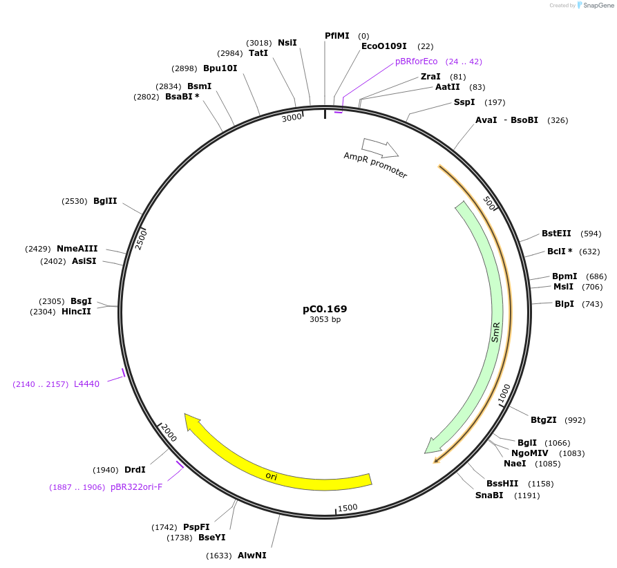 119637-plasmid-map-sequence-id-237035