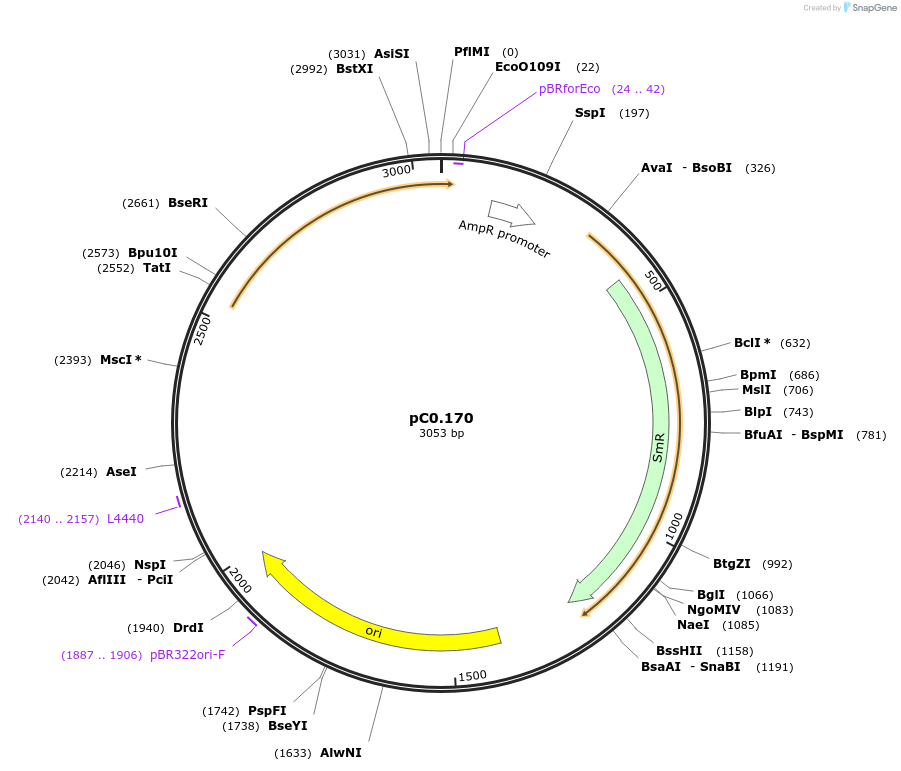 119638-plasmid-map-sequence-id-237036