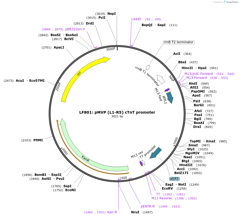 121696-plasmid-map-sequence-id-237045
