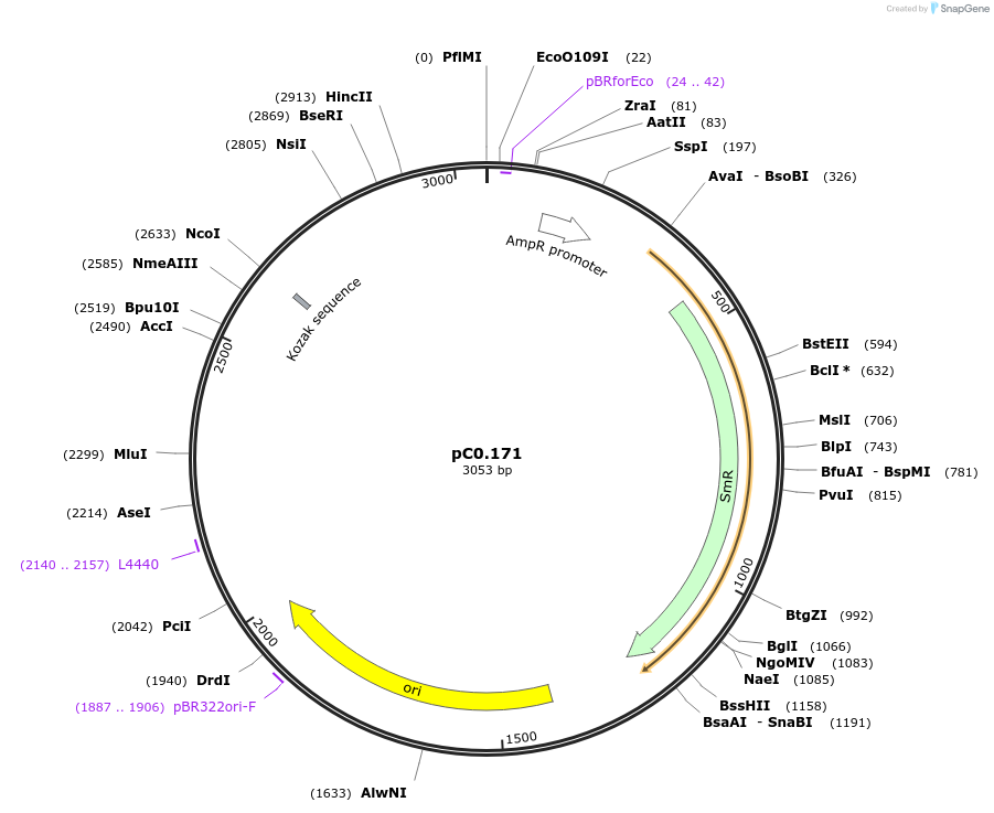 119639-plasmid-map-sequence-id-237046