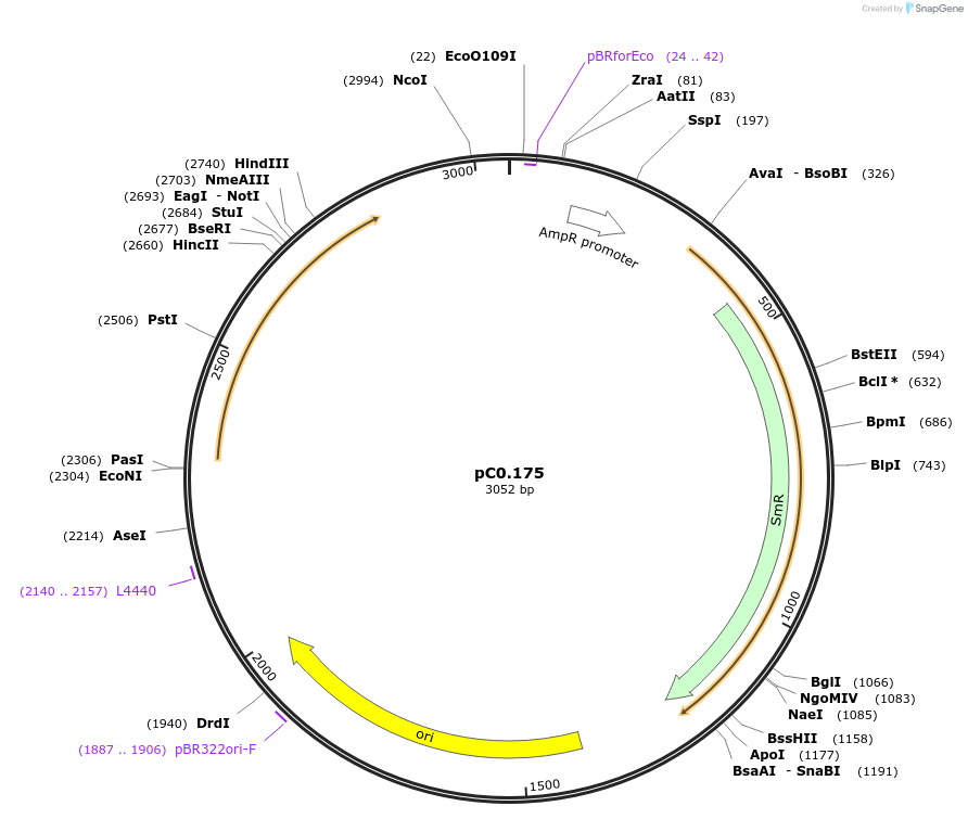 119643-plasmid-map-sequence-id-237053