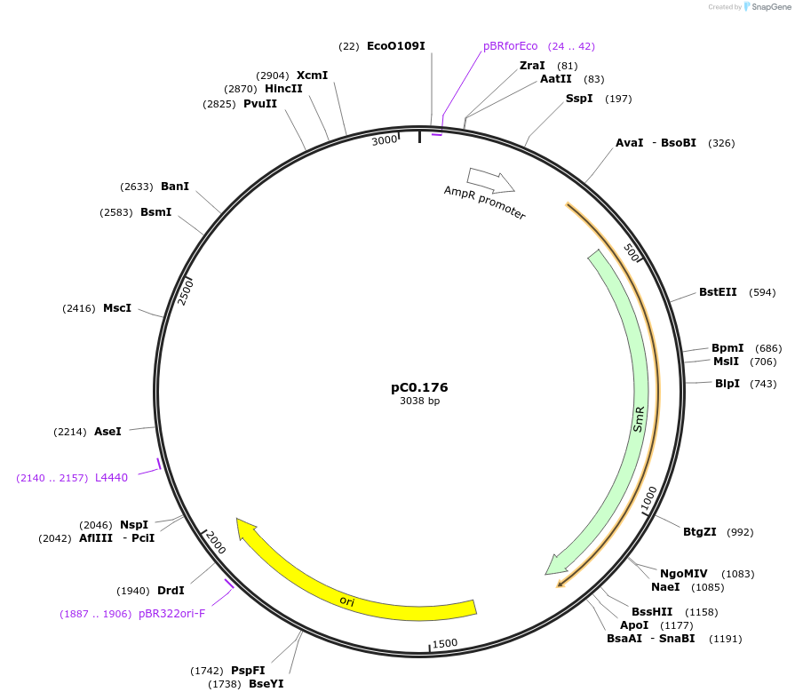 119644-plasmid-map-sequence-id-237054