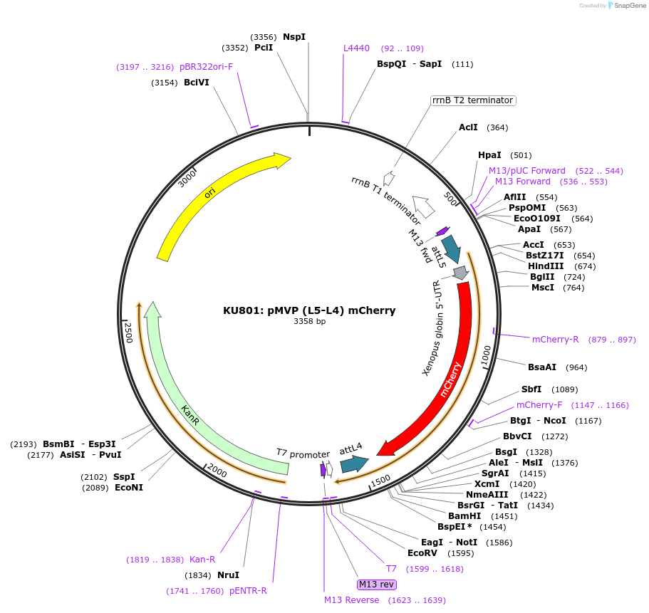 121709-plasmid-map-sequence-id-237058