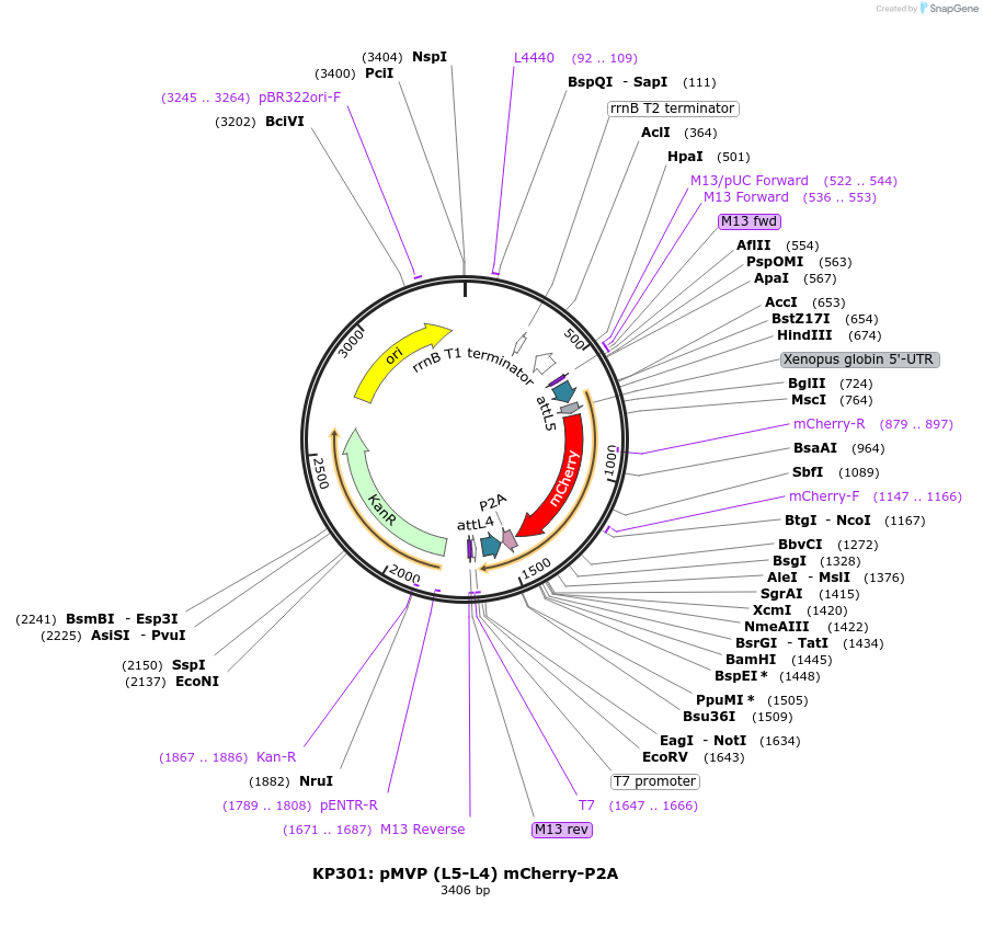 121710-plasmid-map-sequence-id-237060