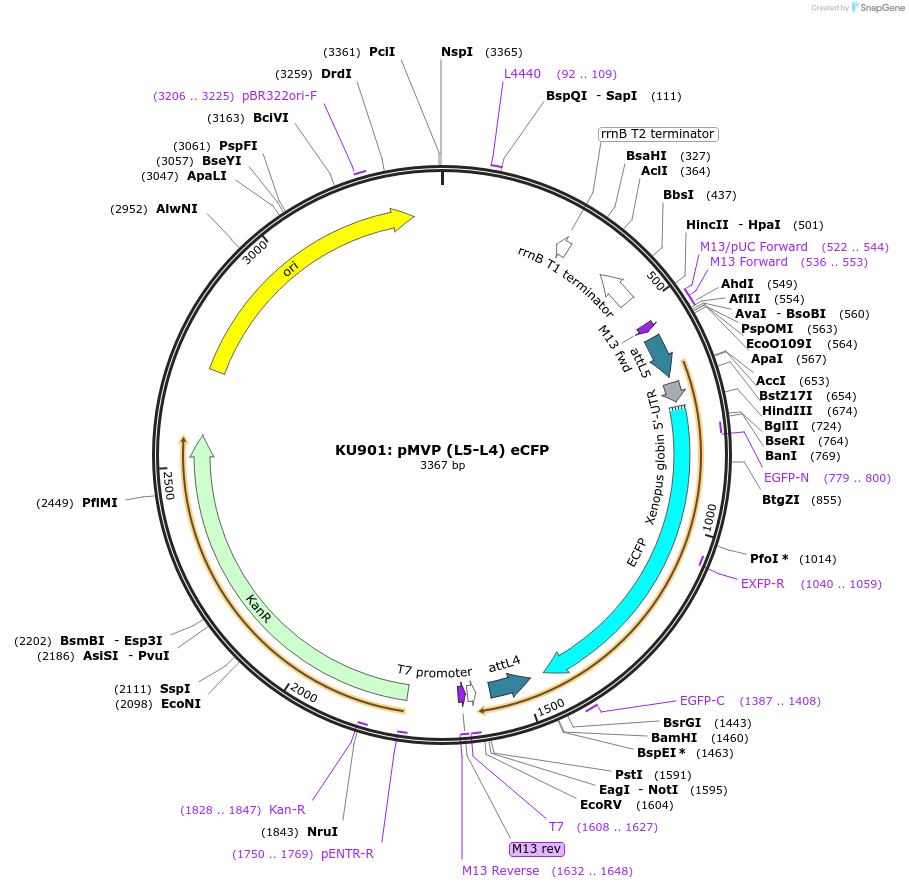 121711-plasmid-map-sequence-id-237061