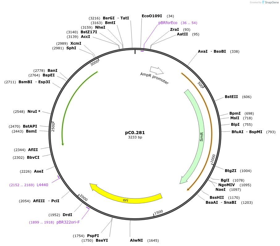 119647-plasmid-map-sequence-id-237062