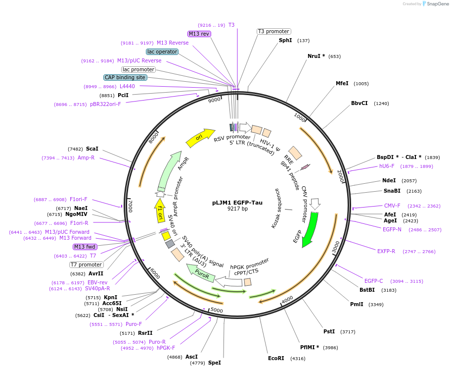 108868-plasmid-map-sequence-id-237064