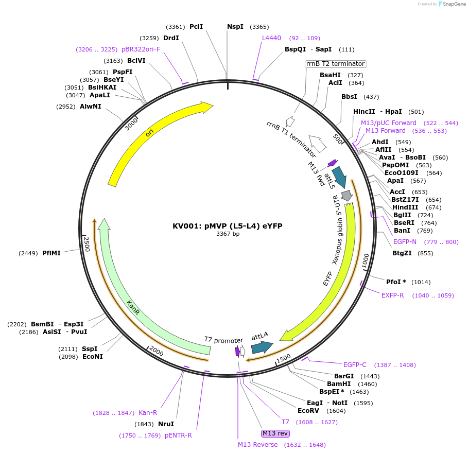 121713-plasmid-map-sequence-id-237067