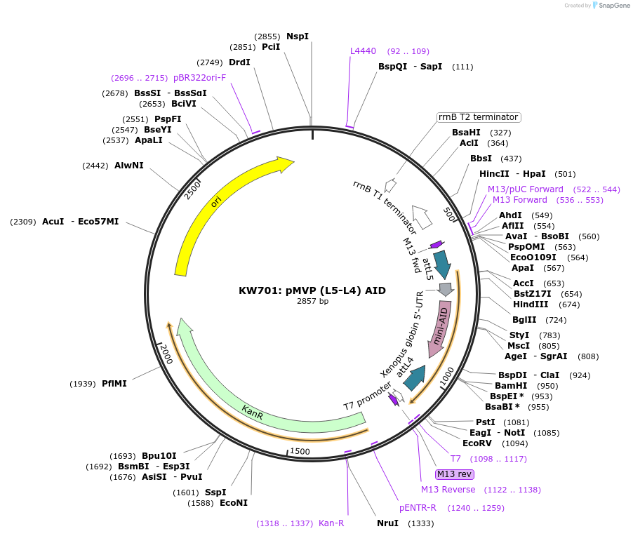 121723-plasmid-map-sequence-id-237081