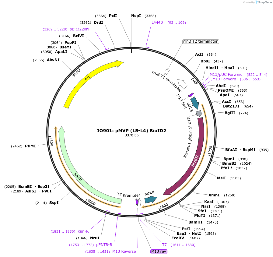 121724-plasmid-map-sequence-id-237083