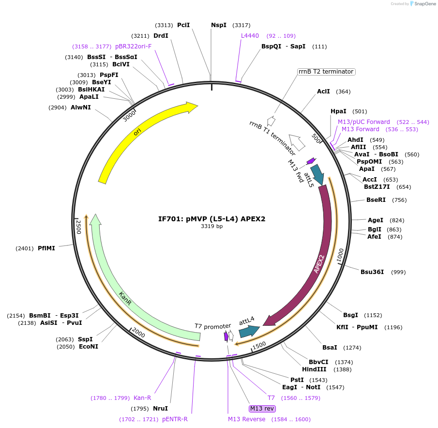 121725-plasmid-map-sequence-id-237084