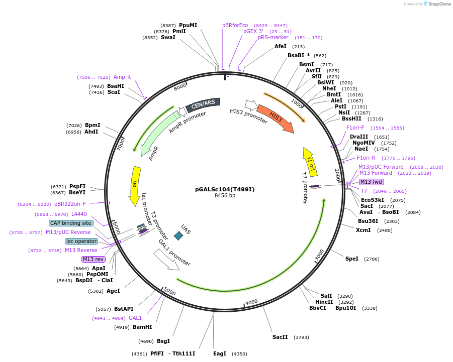 1150-plasmid-map-sequence-id-237099