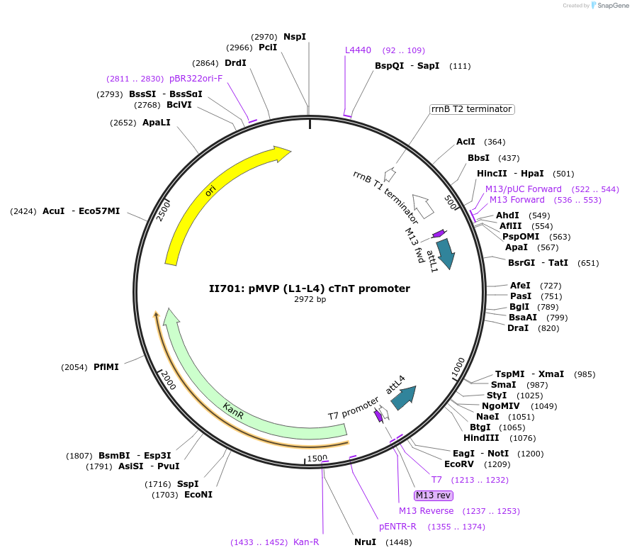 121690-plasmid-map-sequence-id-237105