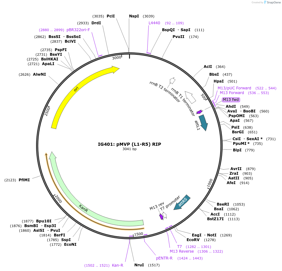 121694-plasmid-map-sequence-id-237107