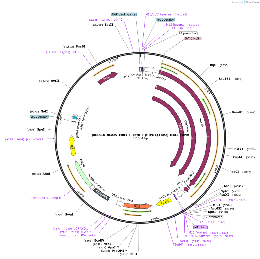 73796-plasmid-map-sequence-id-237125