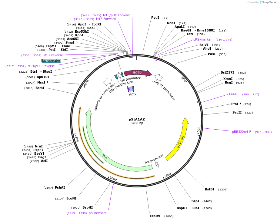114162-plasmid-map-sequence-id-237129