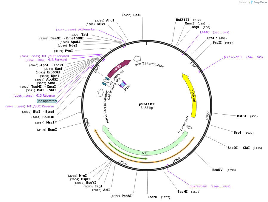 114164-plasmid-map-sequence-id-237130