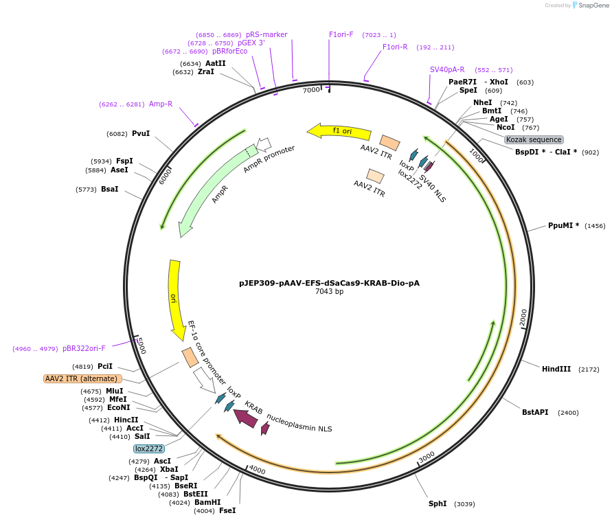 113686-plasmid-map-sequence-id-237140