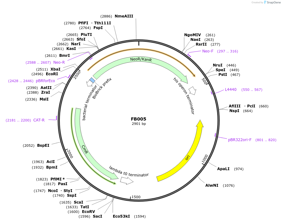 119678-plasmid-map-sequence-id-237143